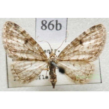 Eupithecia tantillaria Boisduval, 1840 Czech86b